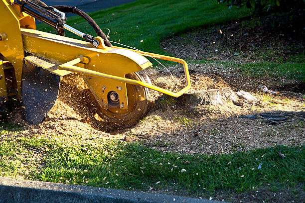 Best Tree Branch Trimming  in Clayton, AL